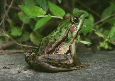 Rana plancyi (Green Pond Frog)