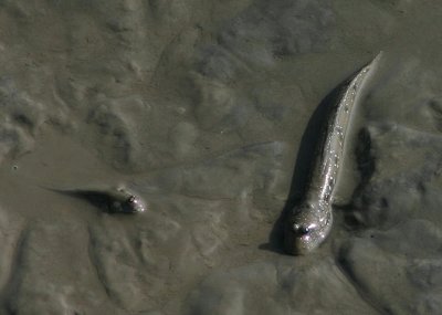Mudfish species