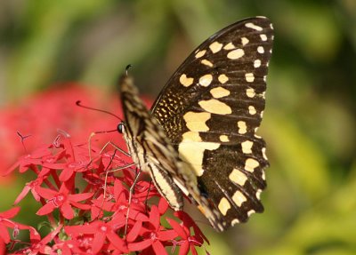 Papilio demoleus (Lime Butterfly)