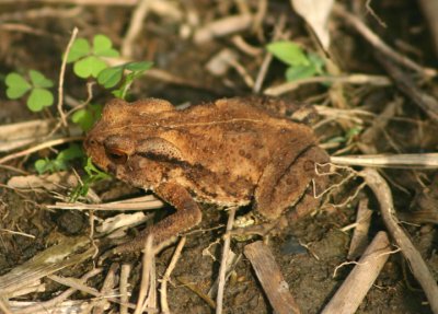 Bufo melanostictus (Asian Common Toad)