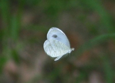 Leptosia nina niobe (Psyche Butterfly)