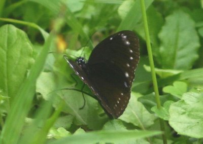 Euploea eunice hobsoni (Purple Milkweed Butterfly)