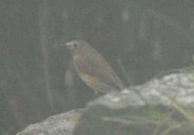 Orange-flanked Bush Robin; female