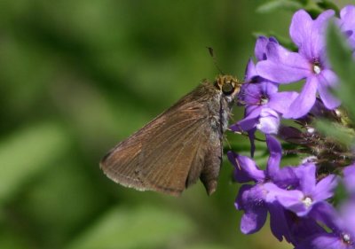 Euphyes vestris; Dun Skipper