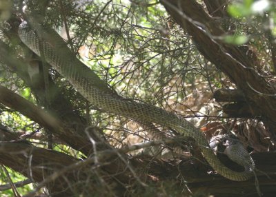 Western Coachwhip with a rat