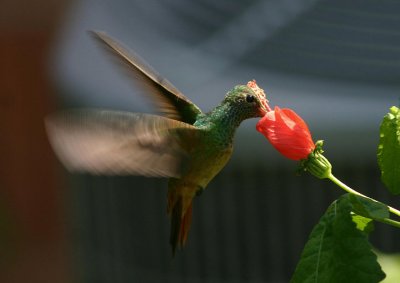 Buff-bellied Hummingbird
