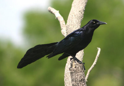 Great-tailed Grackle; male