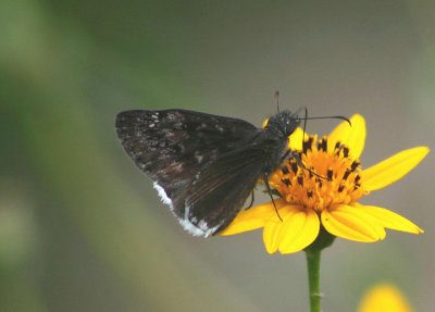 Erynnis tristis; Mournful Duskywing
