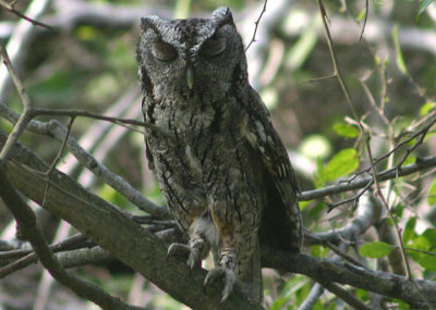 Eastern Screech Owl