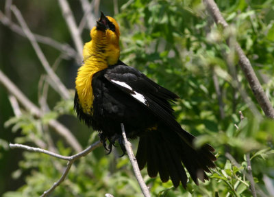 Yellow-headed Blackbird; male