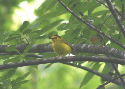 Hooded Warbler; female