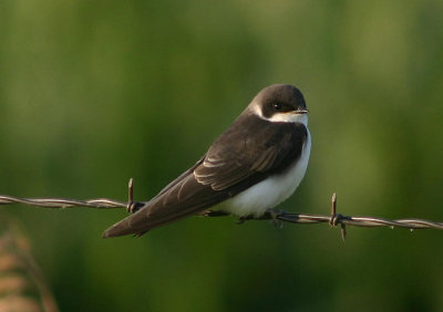 Tree Swallow; juvenile