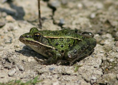 Northern Leopard Frog