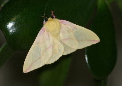 7715 - Dryocampa rubicunda; Rosy Maple Moth