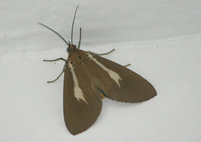 Asota heliconia; Tiger Moth species