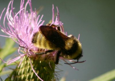 Bombus fervidus; Golden Northern Bumble Bee