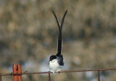 Fork-tailed Flycatcher