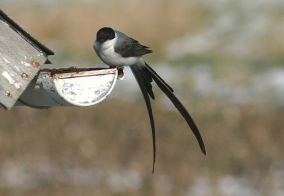 Fork-tailed Flycatcher