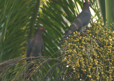 Scaly-naped Pigeons