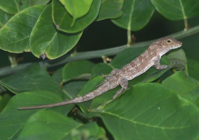 Yellow-chinned Anole 