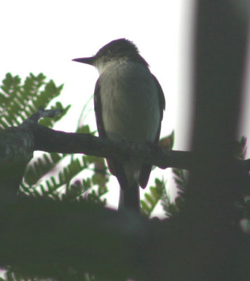 Puerto Rican Flycatcher; endemic
