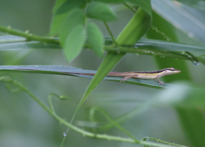 Sharp-mouthed Lizard