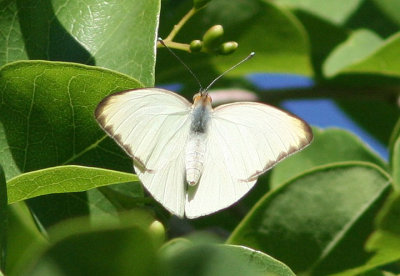 Great Southern White; male