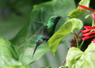 Puerto Rican Emerald; male; endemic