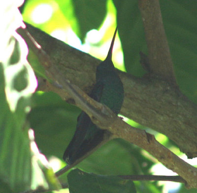 Green Mango; endemic