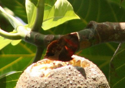 Red-striped Leafwing