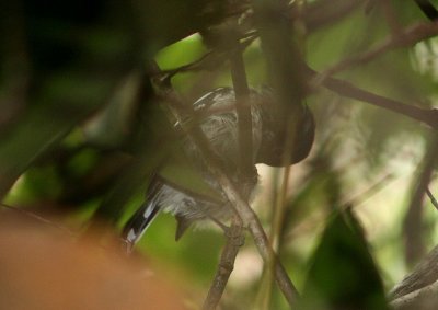 Elfin-woods Warbler; endemic