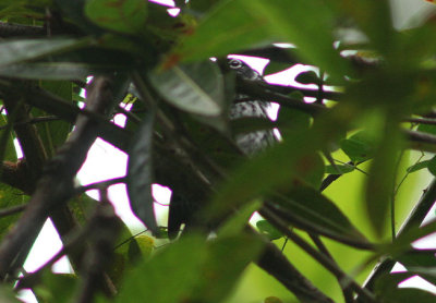Elfin-woods Warbler; endemic