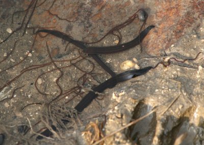 Gordioidea Horsehair Worm species and Leeches