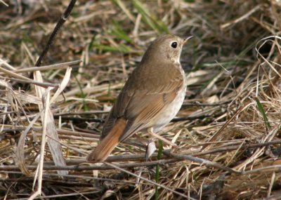 Hermit Thrush