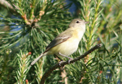 Bell's Vireo