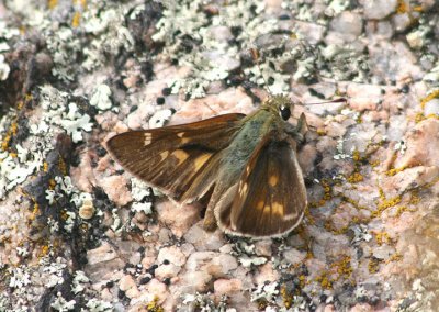 Paratrytone snowi; Snow's Skipper