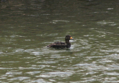 Black Scoter; first year male
