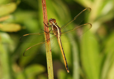 Libellula needhami; Needham's Skimmer; female