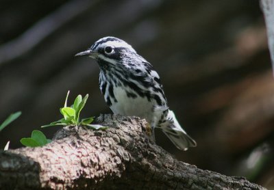 Black-and-white Warbler; male