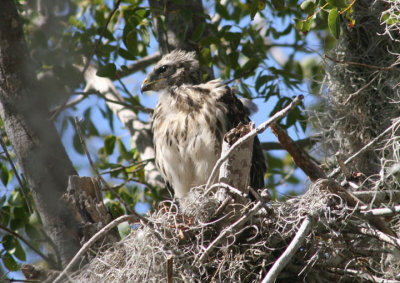 Red-shouldered Hawk; juvenile on nest