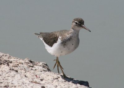 Spotted Sandpiper; transitional plumage