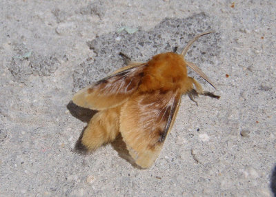 4647 - Megalopyge opercularis; Southern Flannel Moth