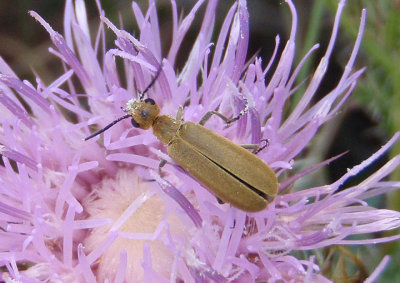Epicauta strigosa; Blister Beetle species