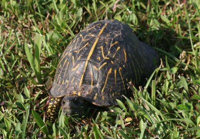 Florida Box Turtle