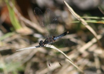 Erythrodiplax minuscula; Little Blue Dragonlet; male