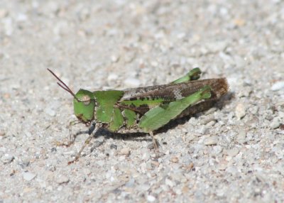 Chortophaga viridifasciata australior; Southern Green-striped Grasshopper