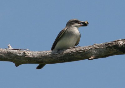 Gray Kingbird