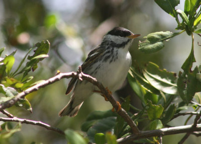 Blackpoll Warbler; male