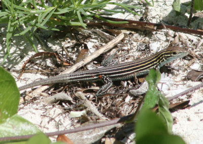 Six-lined Racerunner