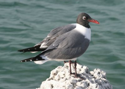 Laughing Gulls; breeding